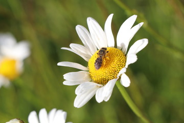 Bee daisy