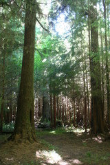 Naklejka premium majestic forest