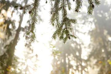 Obraz premium Branches of spruce covered of spider web in a light of the morning sun. Autumn forest