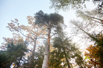 Autumn foggy forest. Trunks and tree crowns. Morning nature in a fog. Branch of trees. Yellow foliage