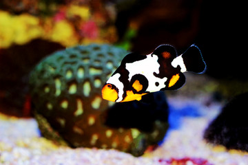Black Ice Snowflake Ocellaris Clownfish - Amphiprion ocellaris