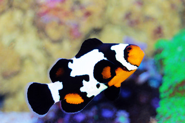 Black Ice Snowflake Ocellaris Clownfish - Amphiprion ocellaris