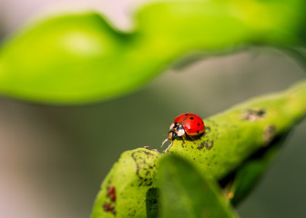 ladybug on leaf