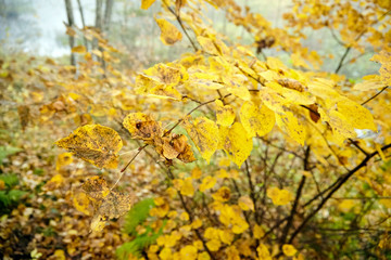 Autumn forest, foliage, branch with yellow leaves. October nature, foggy morning