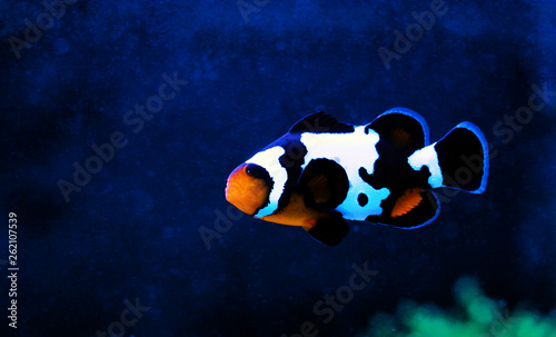 Black Ice Snowflake Ocellaris Clownfish Amphiprion Ocellaris Wall Mural Kolevski V