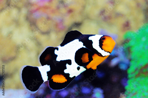 Black Ice Snowflake Ocellaris Clownfish Amphiprion Ocellaris Wall Mural Kolevski V