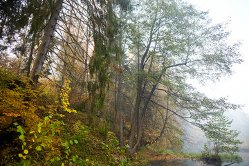 Autumn foggy forest. Trunks and tree crowns. Morning nature in a fog. Branch of trees. Yellow foliage
