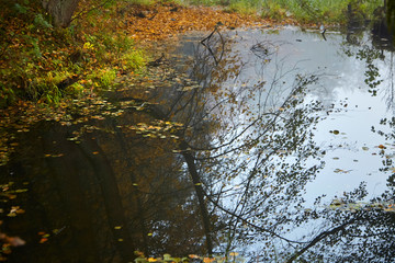 Obraz premium Yellow fall foliage floating on surface of water, autumn time in the park by the pond. Branches and reflection of a forest in a river. Morning nature