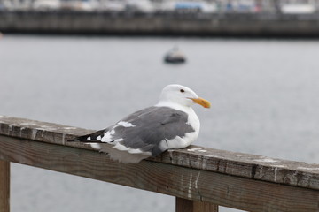 Seagull