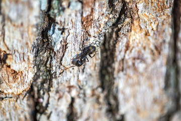 close up of ant on tree