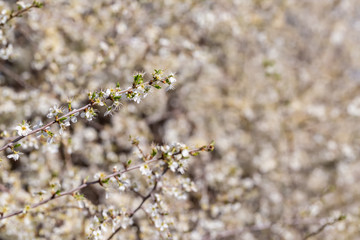 Blackthorn. Blooming and crumbling blackthorn in springtime. Spring bushes with soft focus and blurry. Nature wallpaper blurry background. Soft focus.
