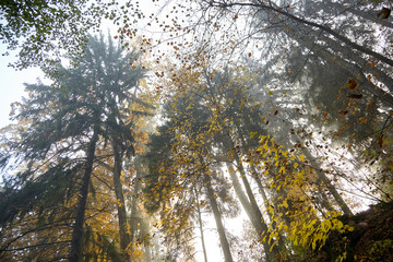 Fototapeta premium Autumn foggy forest. Trunks and tree crowns. Morning nature in a fog. Branch of trees. Yellow foliage