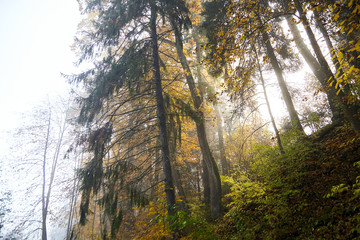 Obraz premium Autumn foggy forest. Trunks and tree crowns. Morning nature in a fog. Branch of trees. Yellow foliage