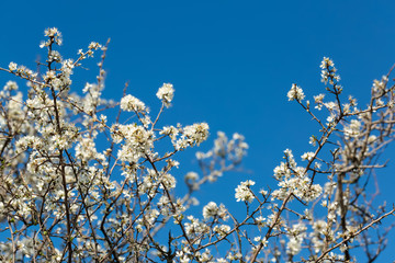 Blackthorn. Blooming blackthorn in springtime. Spring bushes with soft focus and blurry. Blue sky. Nature wallpaper blurry background. Soft focus.