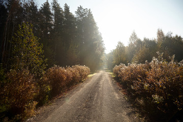 Autumn landscape. Foggy forest and road. Shrubs covered with spiderweb in morning sun rays. Sunrise nature in a fog
