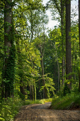 path in the forest