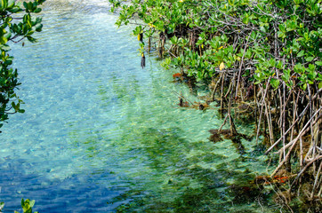 Mangroves in the Lagoon