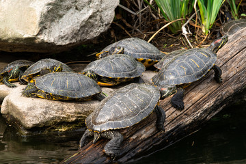 Obraz premium Turtles on a Log by the Water