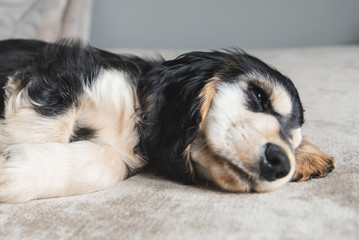 3 month old cocker spaniel puppy relaxing on sofa 