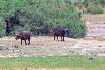 African Buffalo Natural Environement