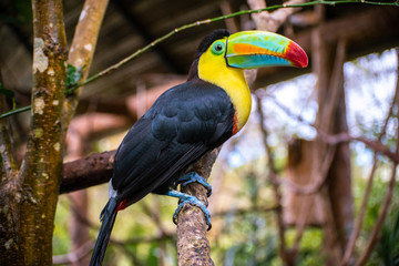 red billed toucan © Jonnathan