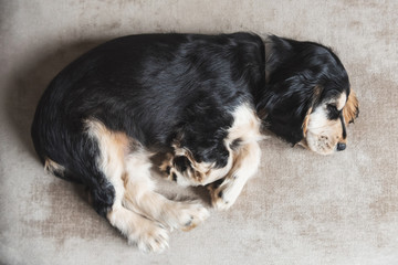 3 month old cocker spaniel puppy relaxing on sofa 