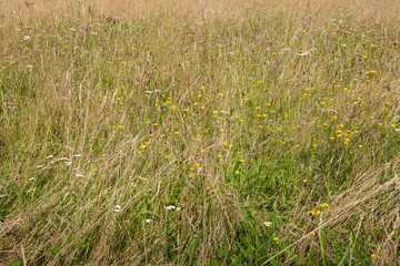 Summer Meadow with Wild Flowers