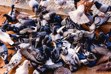 Group of pigeons pecking the ground unruly.