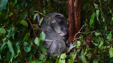 Cute grey koala sleeping on the banch of eucalyptus tree, Australia.