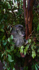 Cute grey koala sleeping on the banch of eucalyptus tree, Australia.