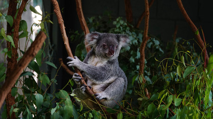Cute grey koala sitting on the banch of eucalyptus tree, Australia.