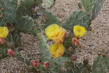 Blooming cactus