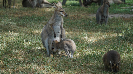Australian Eastern mother grey kangaroo with her baby in a wild, Australia
