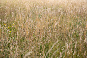 Fototapeta premium Summer Meadow with Wild Flowers