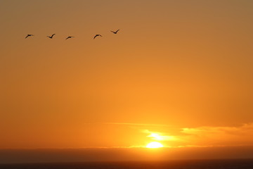 Pelican Sunset