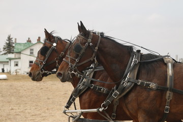 Old wooden horse drawn cart in the field next to the woods