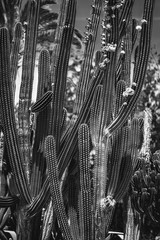 plakat przyrodniczy. kaktus - 262111173