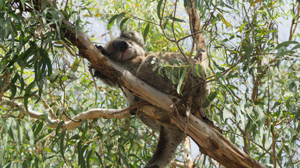 Sleeping lazy wild koala in Raymond Island, South Australia
