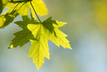 Yellow Green Maple Leaf