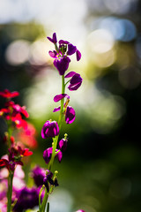 Fototapeta na wymiar Purple and Red Flowers