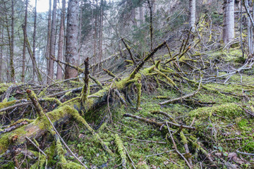 Fototapeta premium moosüberdeckter alter Baumstamm im Wald