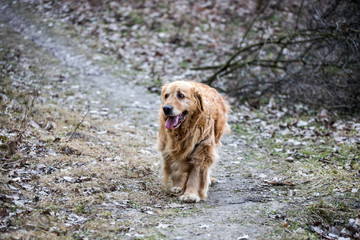 Fototapeta premium old golden retriever dog