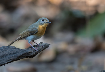 Tickell's Blue Flycatcher female on branch in nature.