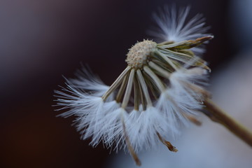 dandelion3