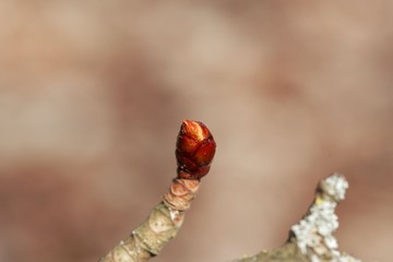 Bud of a horse chestnut, Aesculus hippocastanum
