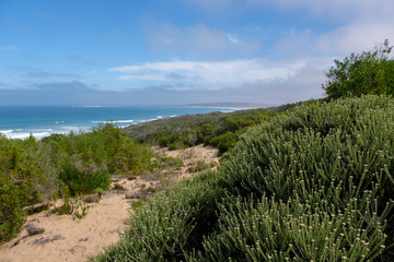 Fototapeta na wymiar Fynbos on the Oyster Catcher Trail on the coast near Boggams Bay and Mossel Bay, on the Garden Route, South Africa