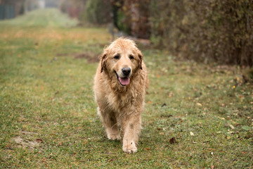 old golden retriever dog