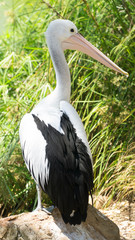 Large Australian Pelican standing on the shore of lake, Australia