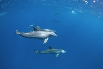 Common bottlenose dolphin, tursiops truncatus,  Atlantic bottlenose dolphin
