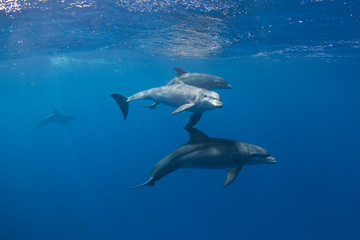 Common bottlenose dolphin, tursiops truncatus,  Atlantic bottlenose dolphin - obrazy, fototapety, plakaty